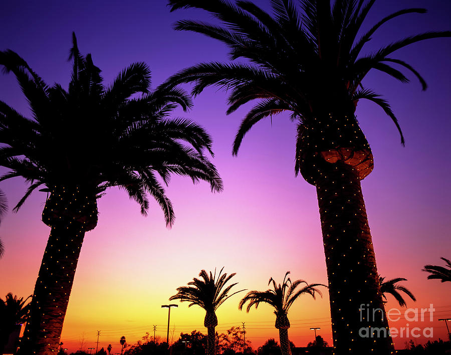 Silhouetted Palm Trees At Sunset With Christmas Lights  Photograph by Jim Corwin
