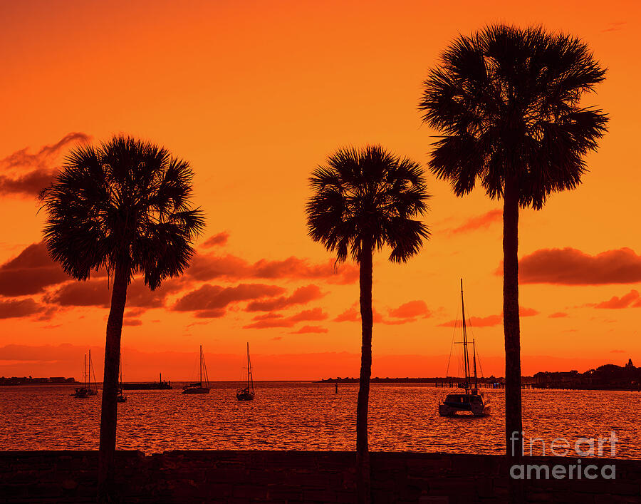 Silhouetted Palm Trees  Photograph by Nick Zelinsky Jr