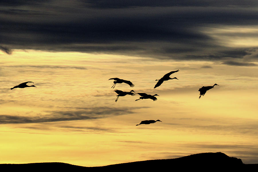 Silhouetted Sandhill Cranes Photograph by Jim Gillen