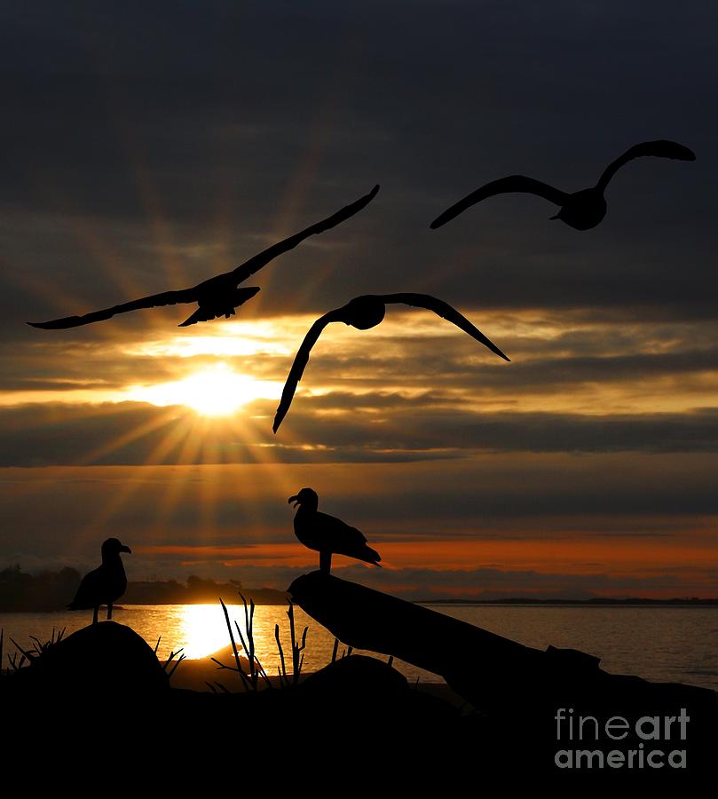 Silhouetted Seagulls Mixed Media by Kimberly Furey