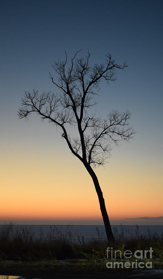 Silhouetted Sunset Tree  Photograph by Anita Streich