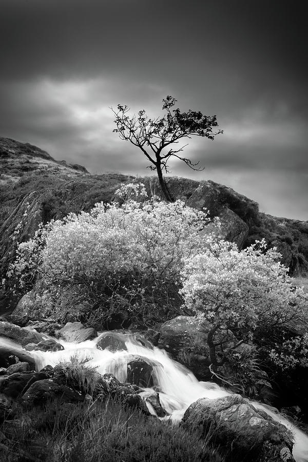 Silhouetted tree and flowing water Photograph by Victoria Ashman