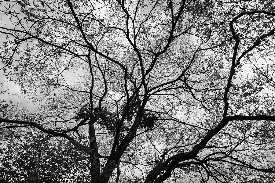 Silhouetted Tree III BW Photograph by David Gordon