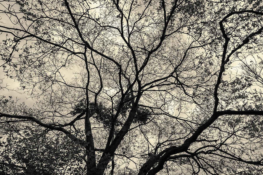 Silhouetted Tree III Toned Photograph by David Gordon
