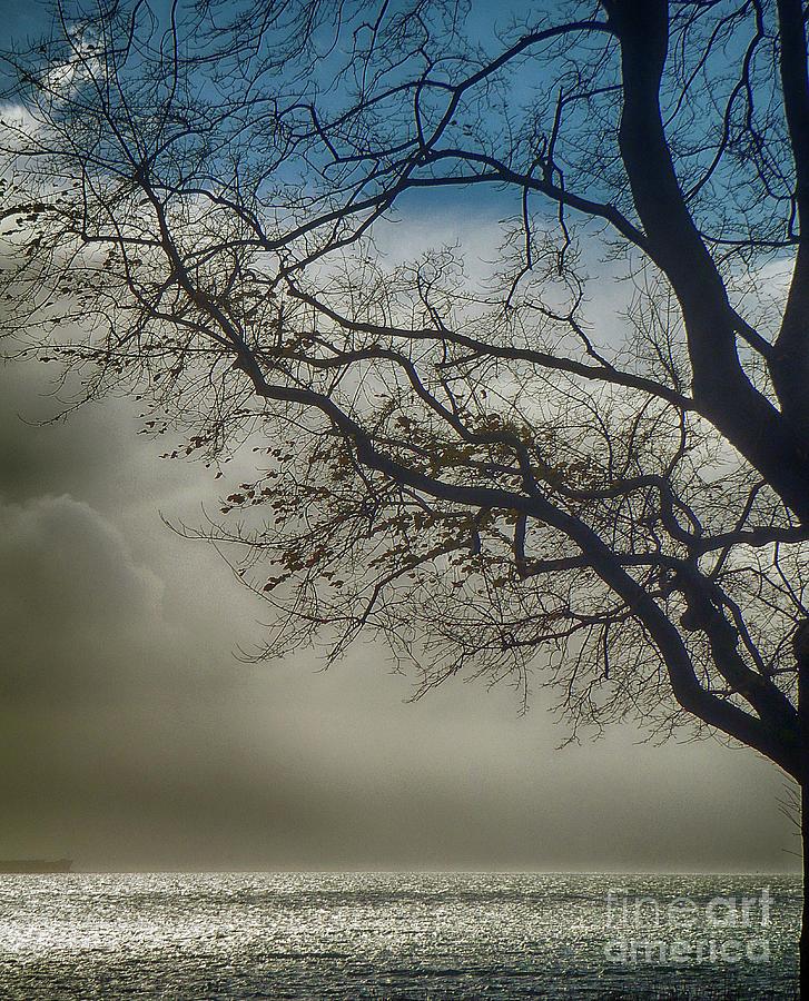 Silhouetted Tree Photograph by Kimberly Furey