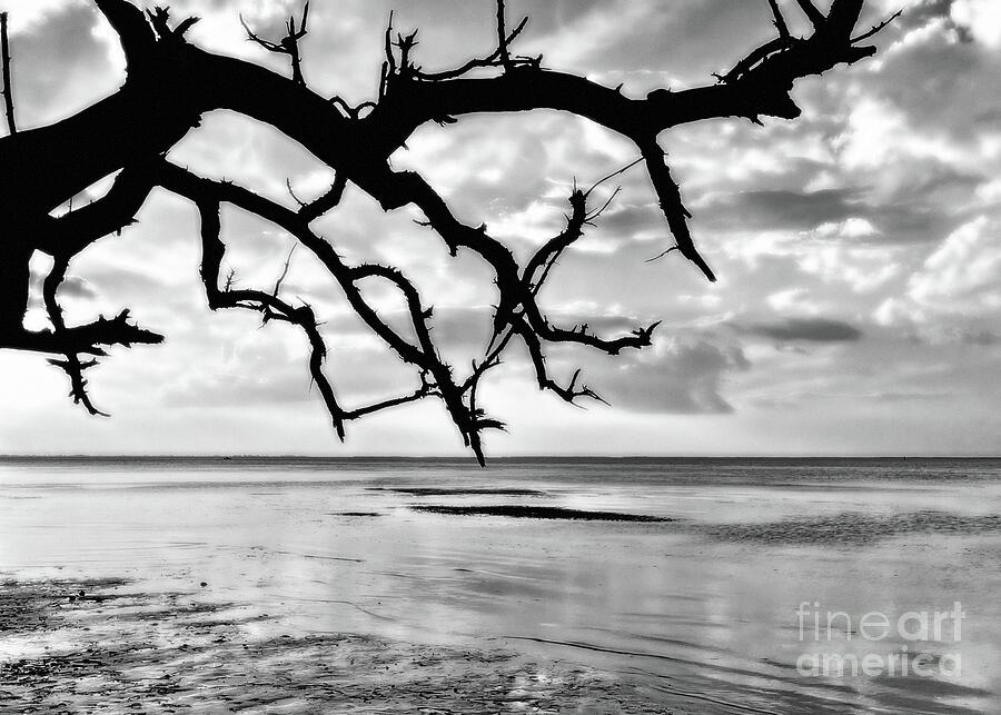 Silhouetted Tree Limb Pine Island Photograph by Barbie Corbett-Newmin
