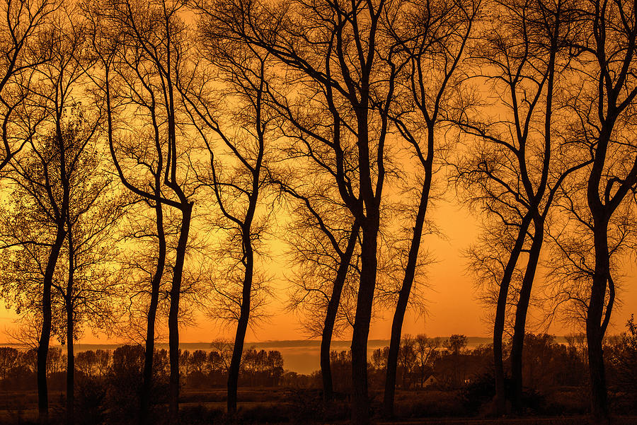 Silhouetted Tree Trunks at Sunset Photograph by Arterra Picture Library