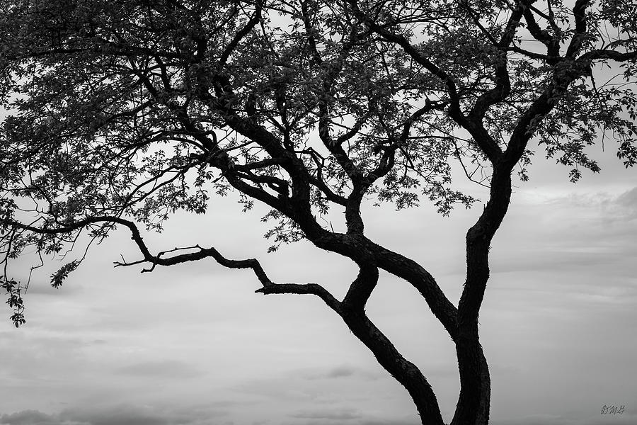 Silhouetted Tree VI BW Photograph by David Gordon