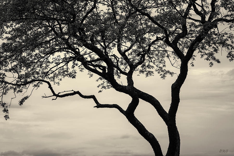 Silhouetted Tree VI Toned Photograph by David Gordon