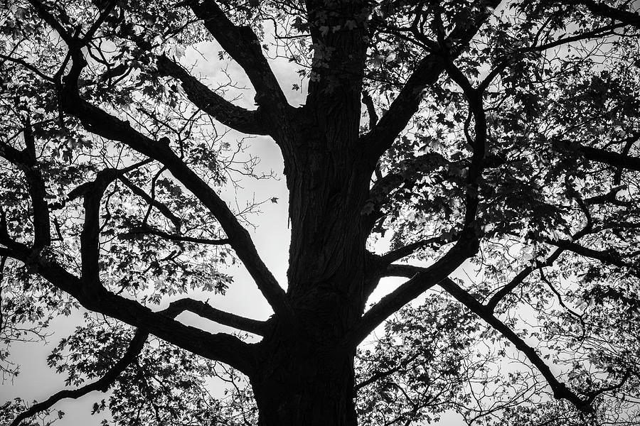 Silhouetted Tree VII BW Photograph by David Gordon