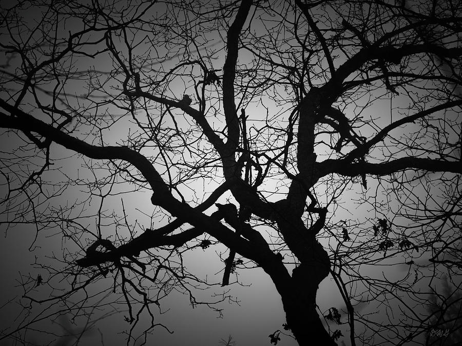 Silhouetted Tree VIII BW Photograph by David Gordon