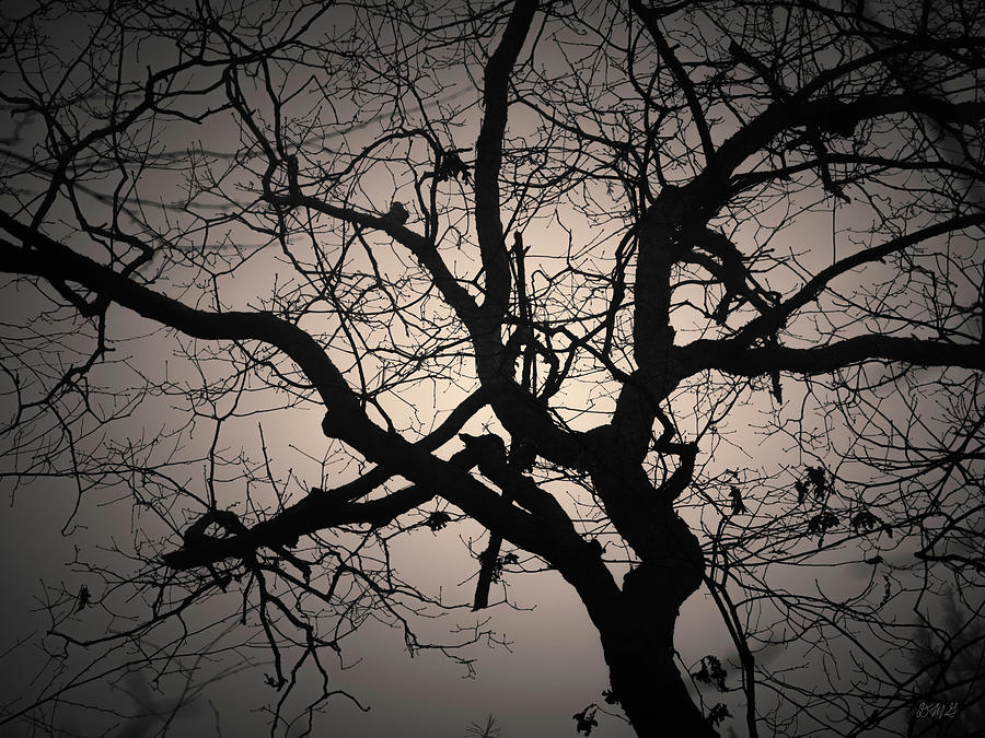 Silhouetted Tree VIII Toned Photograph by David Gordon