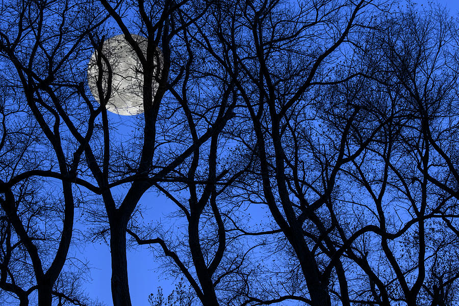 Silhouetted Trees At Full Moon Photograph