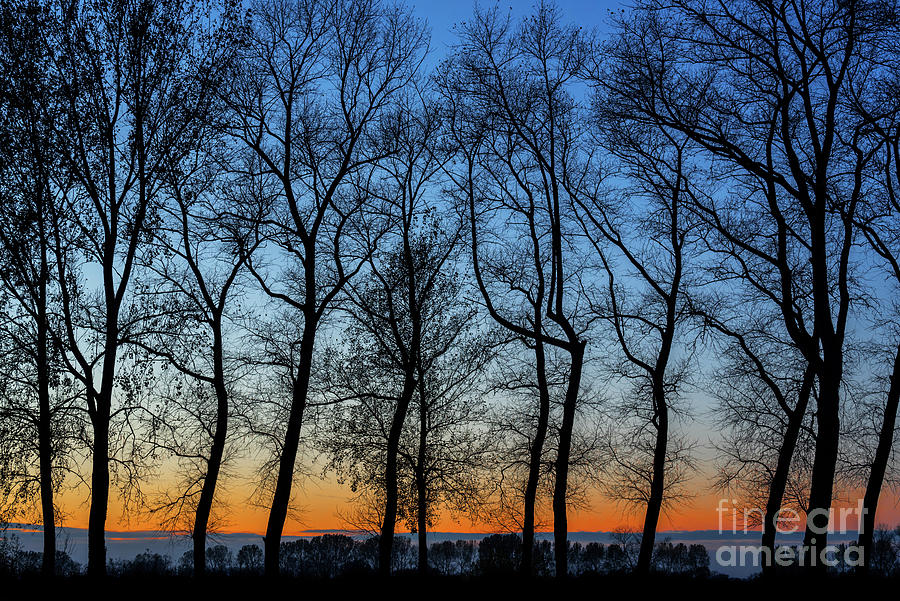 Silhouetted Trees at Sunset Photograph by Arterra Picture Library
