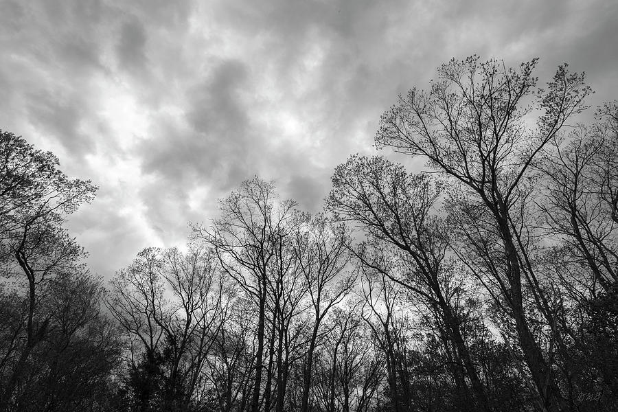 Silhouetted Trees IV BW Photograph by David Gordon