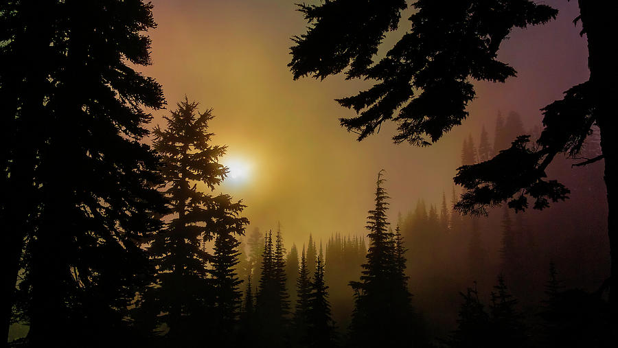 Silhouettes of Trees on Mt Rainier_02 Photograph by Greg Reed