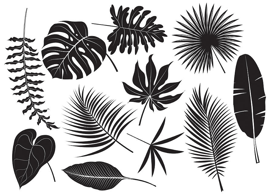 Silhouettes tropical plants Drawing by Pijama61