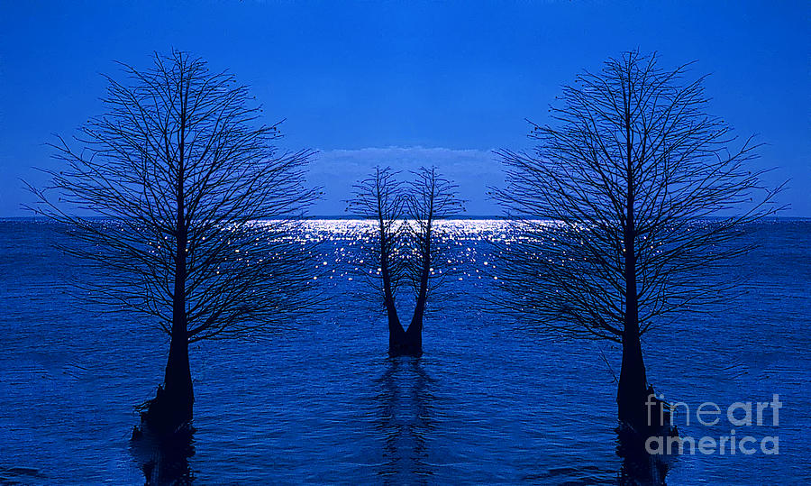 Tree Photograph - Silhouettes Under a Blue Sun Rev. by Mike Nellums