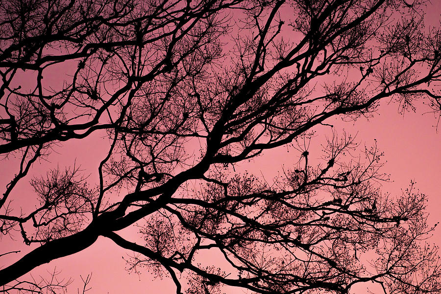 Nature Photograph - Silhouette of a tree branch at dawn by PRADEEP KRISHNAN Krishnan