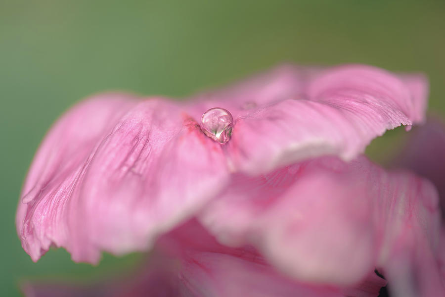 Silk Drop Photograph by Alexander Kunz