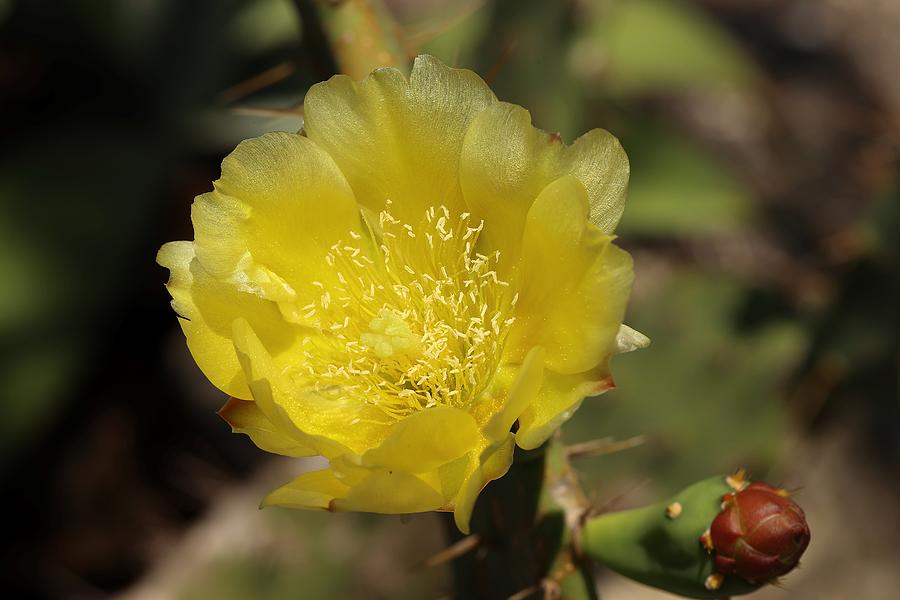 Lovely Silky Yellow from Cactus Photograph by Mingming Jiang