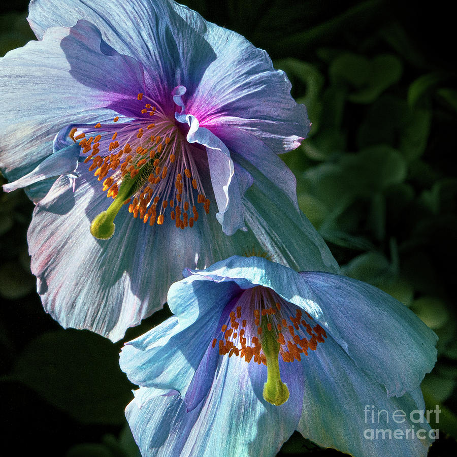 Silk Poppies Photograph by Marilyn Cornwell