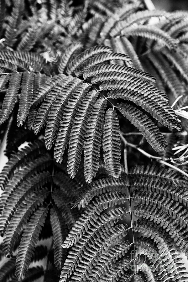 Silk Tree Summer Chocolate Foliage Monochrome Photograph by Tim Gainey