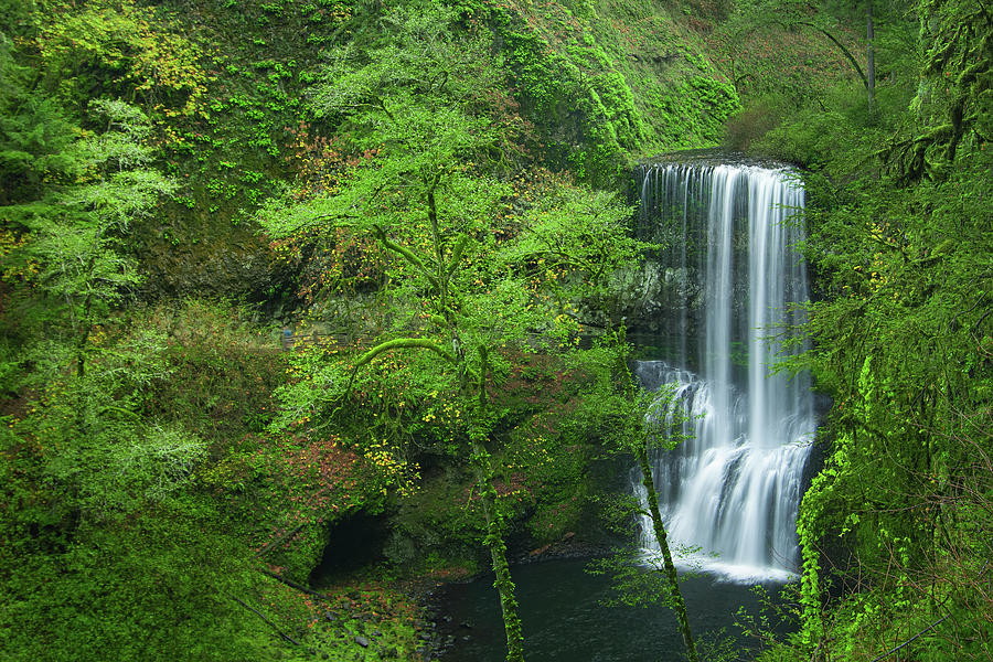 Silken Forest Falls Photograph by Don Schwartz
