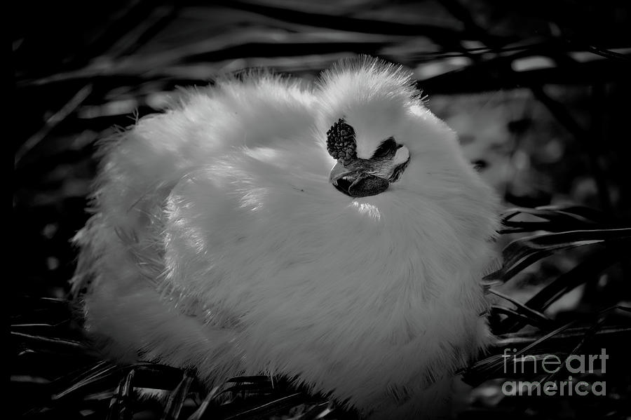 Silkie Chicken Photograph by Elaine Teague