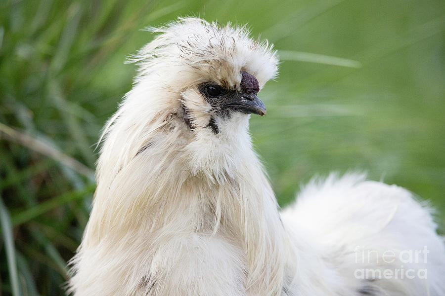 Silkie Rooster Portrait Photograph by Jeannette Hunt