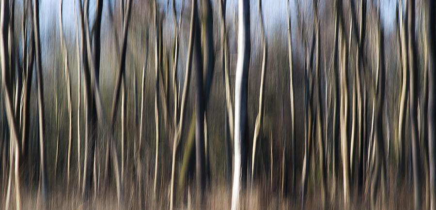 Silkwood, Westonbirt Arboretum, England, Uk Photograph by Sarah Howard