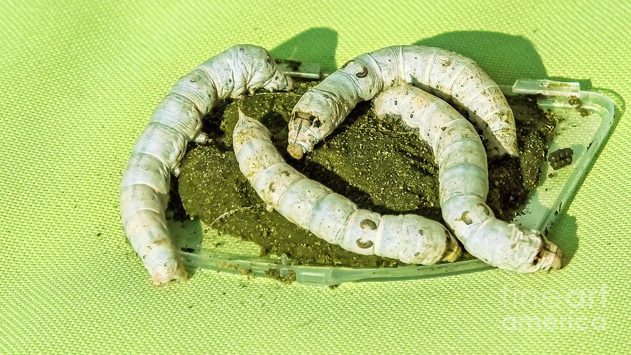 Silkworms Feeding On Vegetal Paste Of White Mulberry Tree Photograph by Benny Marty