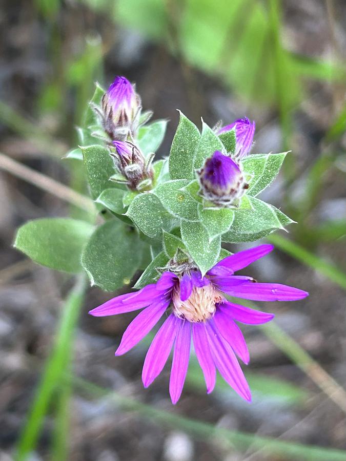 Silky Aster Photograph by Alex Blondeau