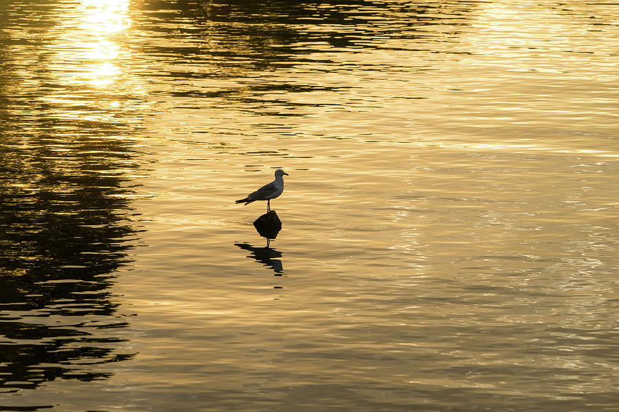 Silky Gold with Seagull Photograph by Georgia Mizuleva