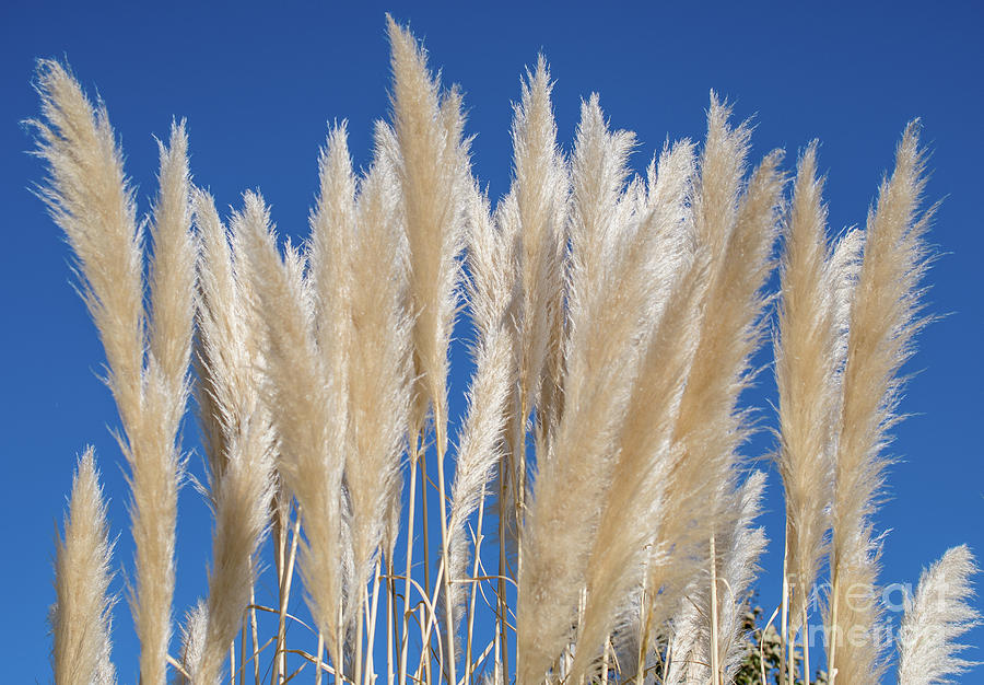 Silky Pampas Grass Photograph by Abigail Diane Photography