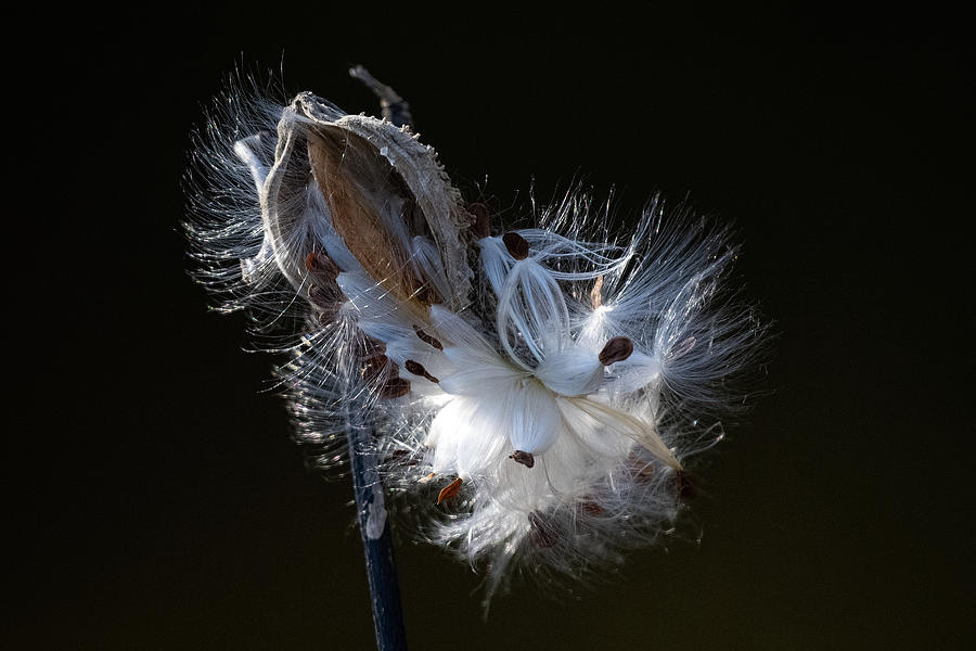 Silky Seed Carriers Photograph by Linda Bonaccorsi
