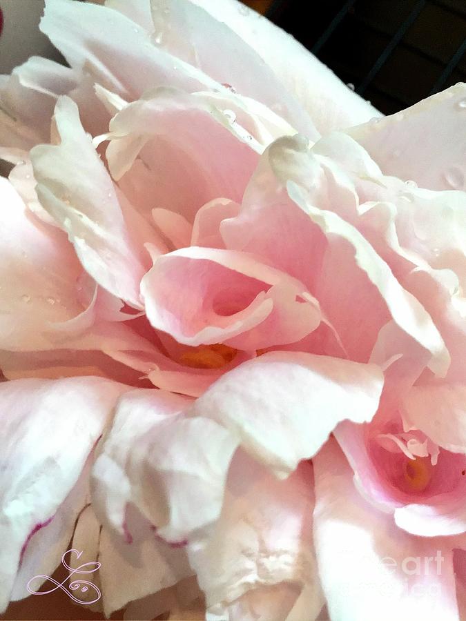 Silky Soft Pink Peony Photograph by Lynne Paterson