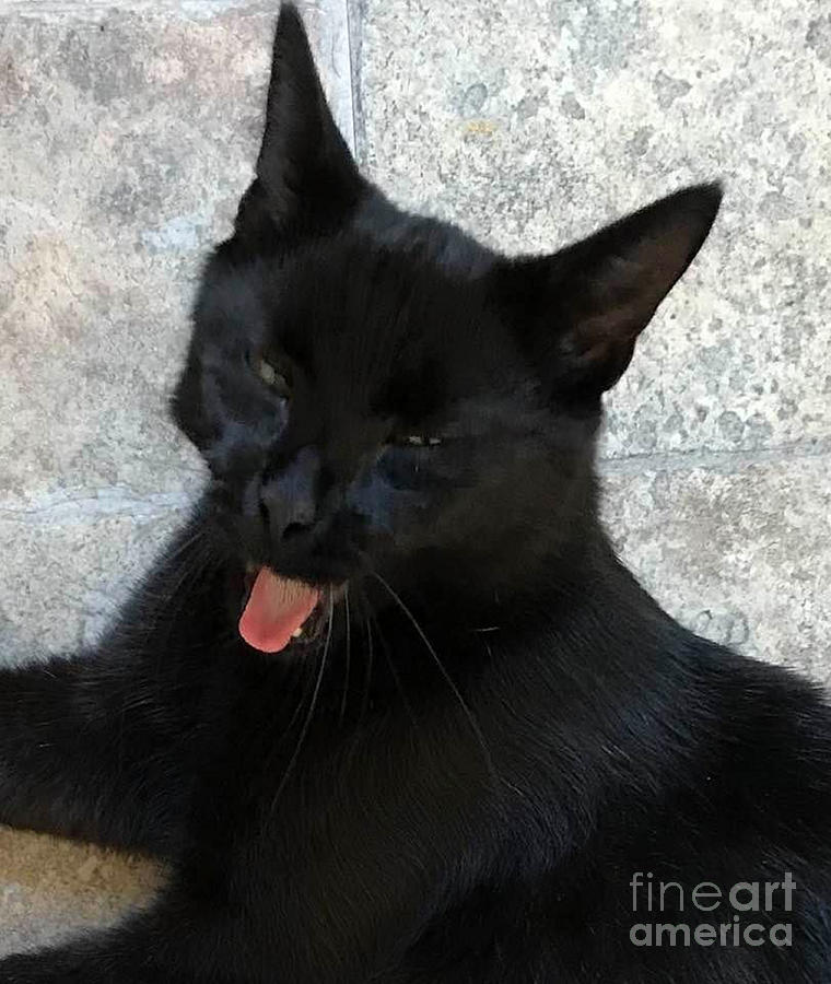 Silly Black Cat Photograph by Sandy DeLuca