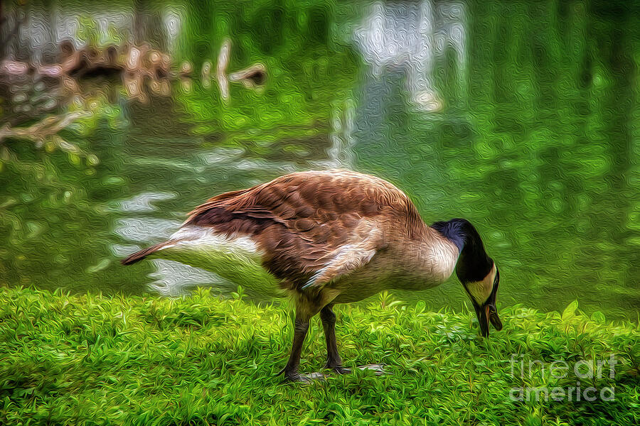 Silly Goose oil painting Photograph by Shelia Hunt