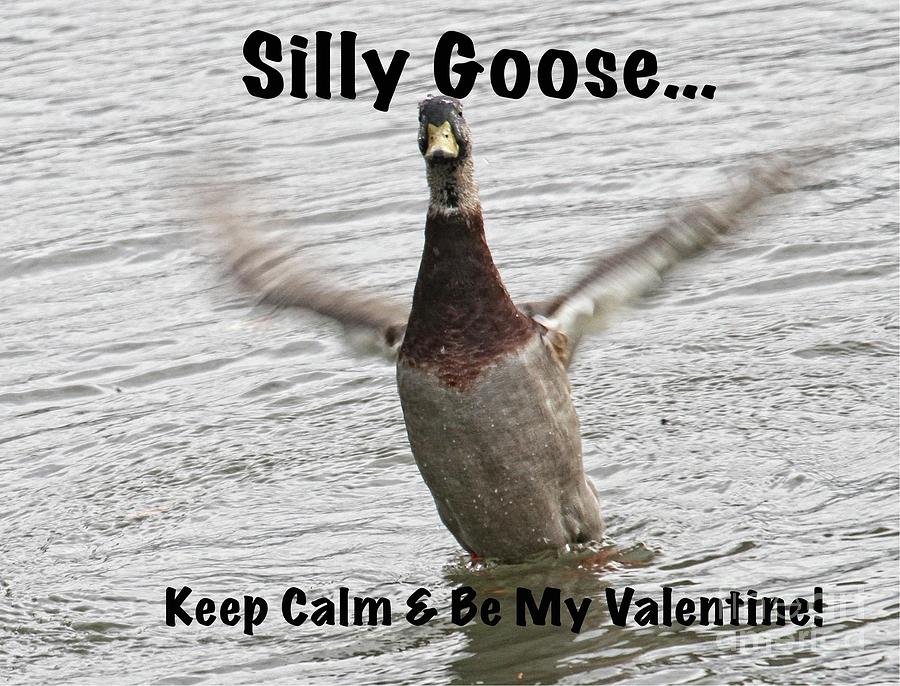 Silly Goose Photograph by Patricia Youngquist