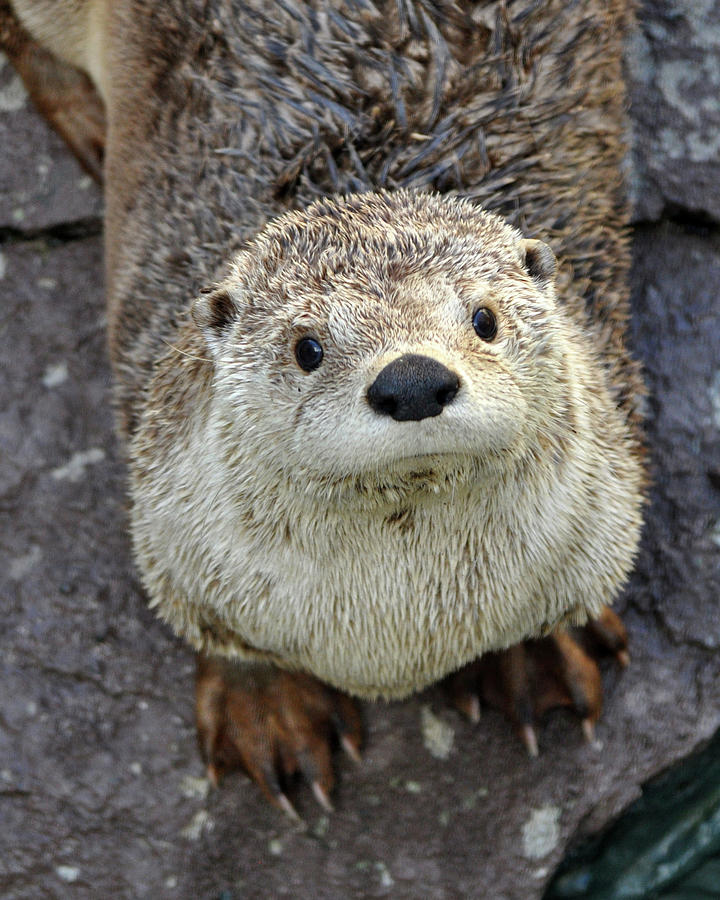 Silly River Otter looking my way Photograph by Melissa Roe - Fine Art ...