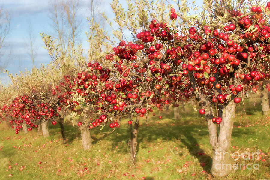 Silmaril Farm Apples Photograph by Marilyn Cornwell