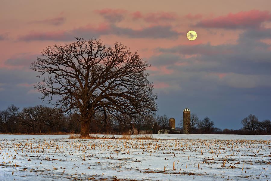 Silo and Snow Moon with Oak in Corn Stubble Photograph by Peter Herman