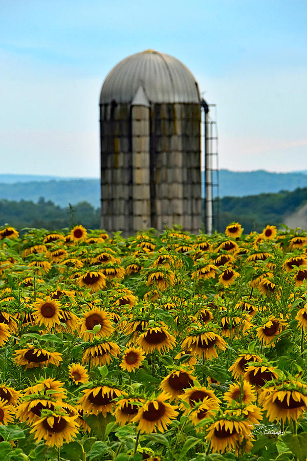 Silo and Sunflowers Photograph by Ingrid Zagers
