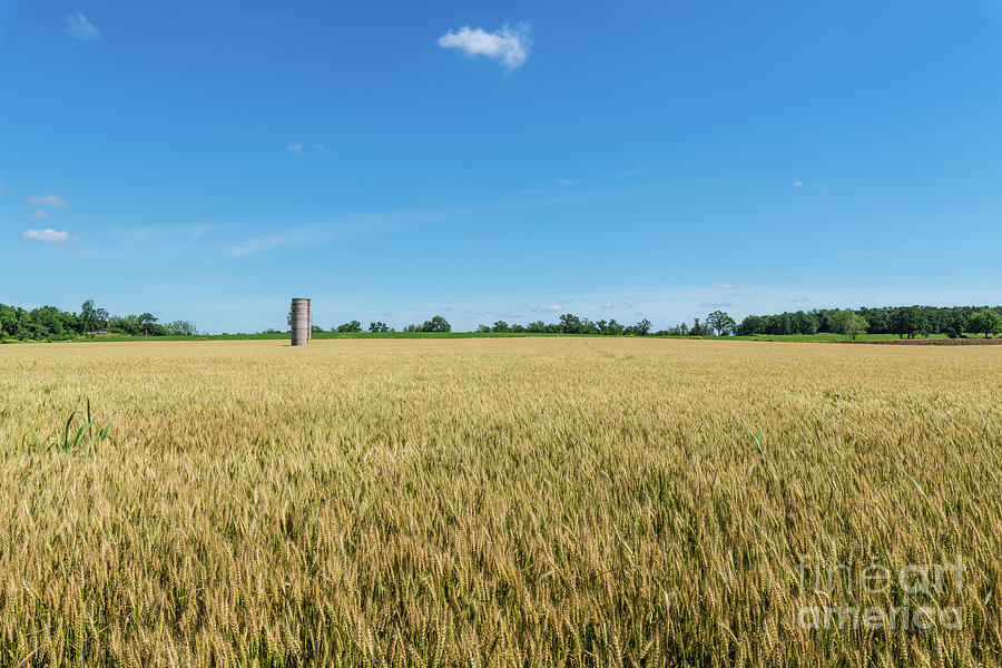 Silo In A Wheat Field Photograph by Jennifer White