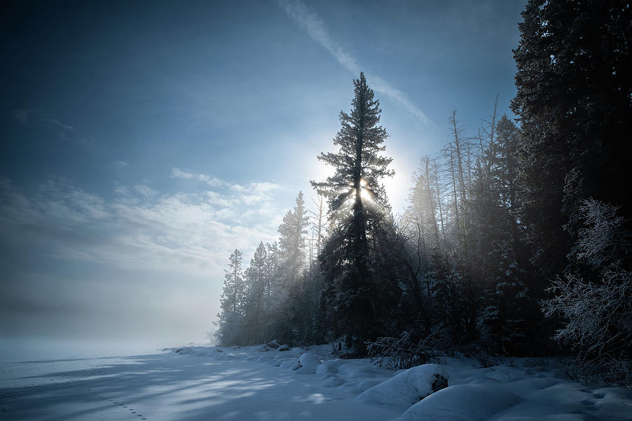 Silohuette White Spruce  Photograph by Julieta Belmont