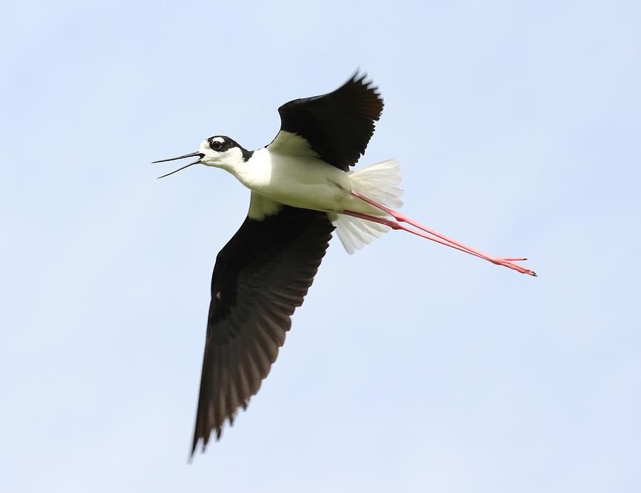 Black-Necked Stilt in Flight Photograph by Mingming Jiang