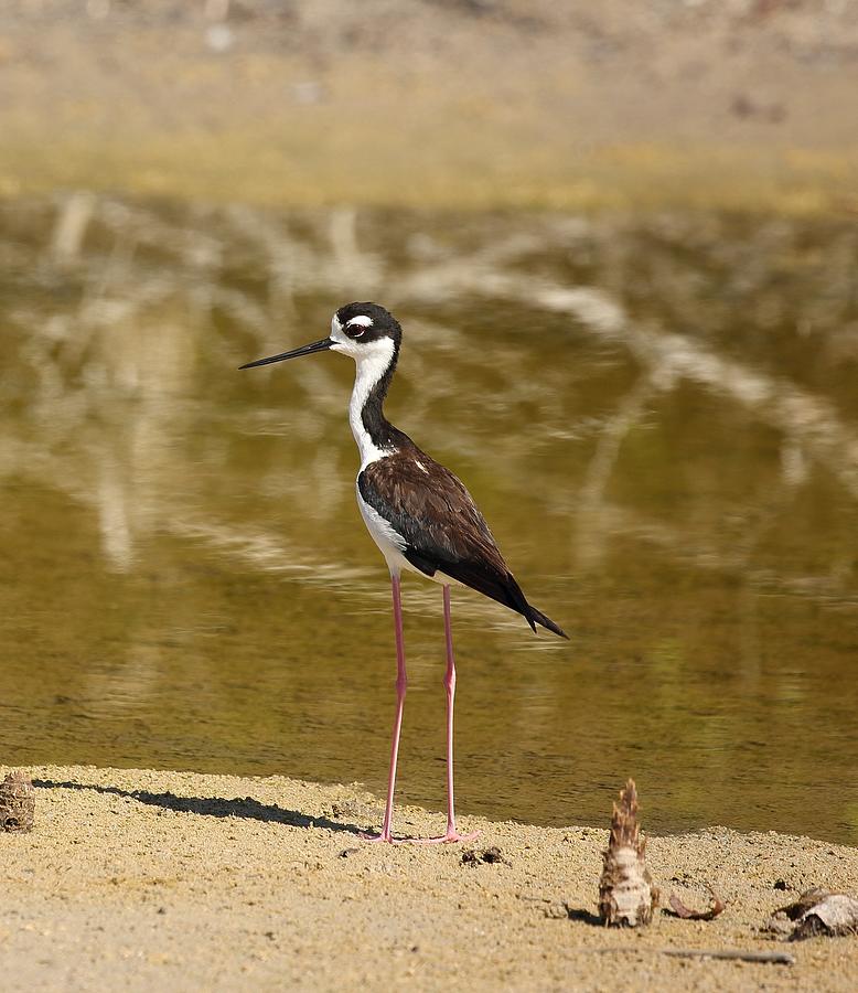 Black-Necked Stilt Photograph by Mingming Jiang