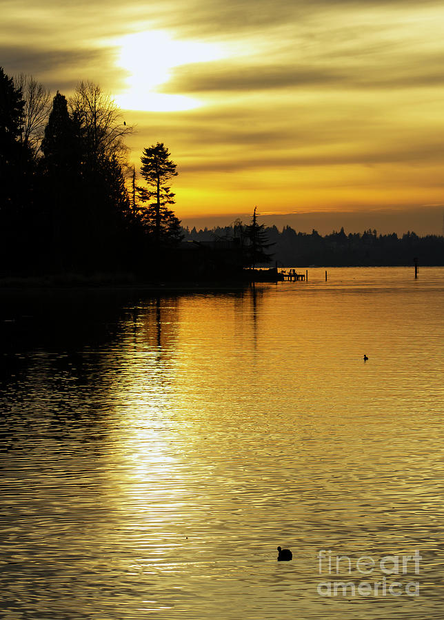 Silver and Gold on Lake Washington Photograph by Sea Change Vibes