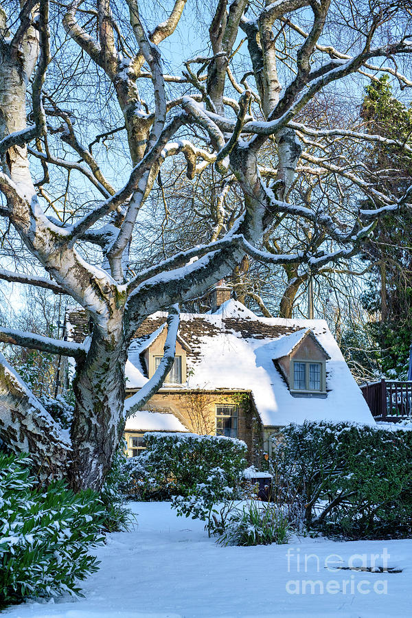 Silver Birch and Cotswold Cottage Photograph by Tim Gainey